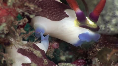 Mucky Secrets - Part 19 - Sea Slugs Feeding & Mating - Lembeh Strait