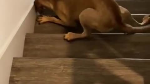 Funny dogs going and falling down stairs