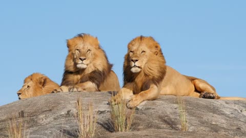 Lions resting