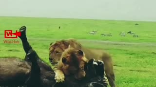 Buffalo Hunted by Lion Pride | Harsh Realities of the Wild