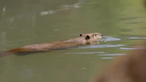 Researchers partner with ranchers, beavers