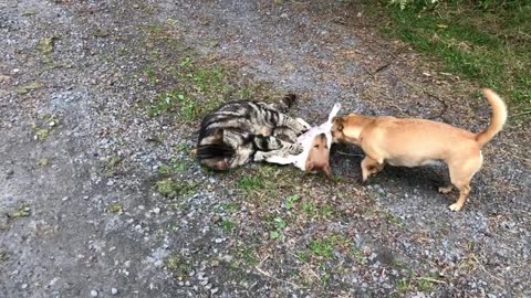 Cat Ovenmitt carries out his puppy training duty of how to respect cats