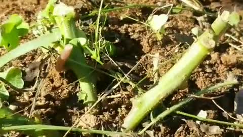 Harvest Sweet Potatoes Part 1