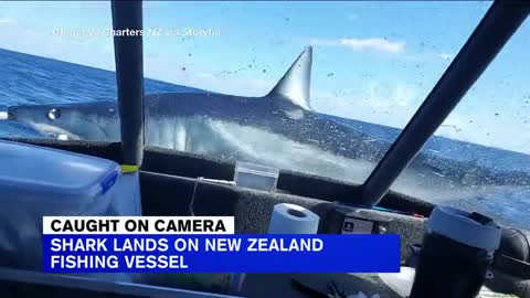 Shark jumps aboard New Zealand fishermen's boat