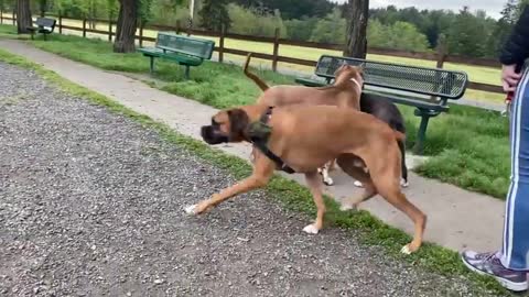 German Shepherd Attacks Pitbull OFF LEASH DOG PARK Part