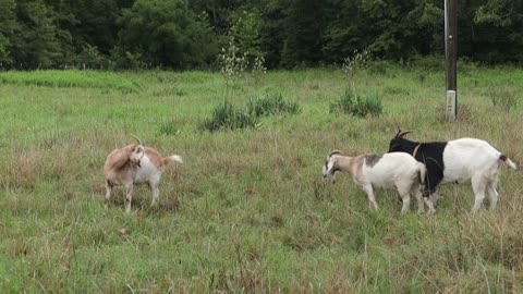 10 Things You Need to Know About GOATS!