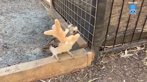 Baby flying-fox in care this is Frangelica with Maggie.mp4