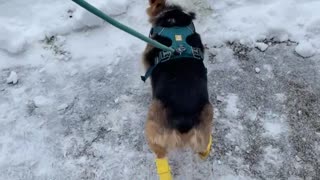 Corgi Disapproves of Birthday Walk Booties