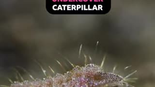 Undercover Caterpillar