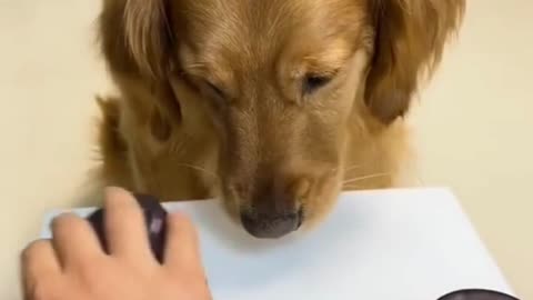 Golden retriever gets punked