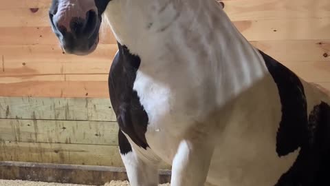 Horse Hangs Out On Bean Bag Chair