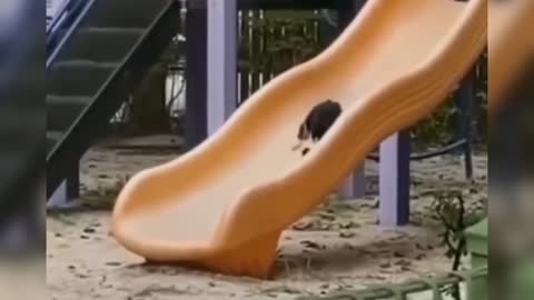 Slide cat