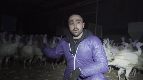 You Won't Believe What I Saw When I Sneaked Into A Turkey Farm