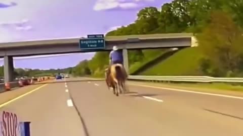 COWBOYS WRANGLE A LOOSE STEER ON 1-75 NEAR Detroit