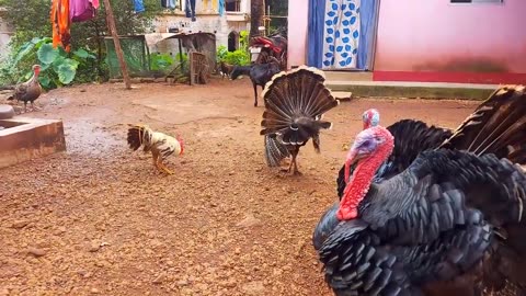1 Roaster Fight With 4 Turkey Bird