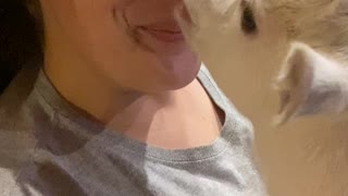 Tiny Goat Kisses Owner
