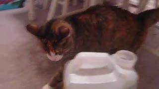 Cat Helps Prepare Her Litter (2011)