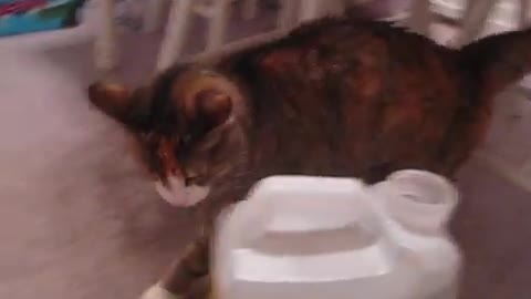 Cat Helps Prepare Her Litter (2011)