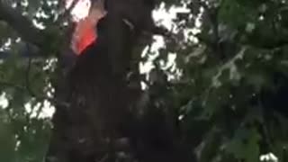 Tree Struck by Lightning