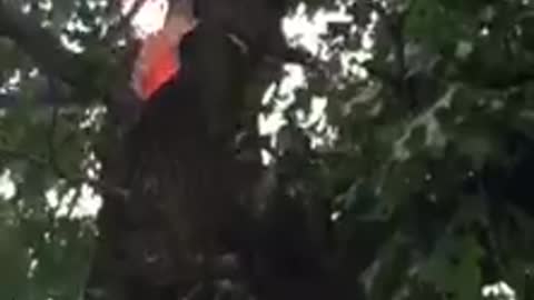 Tree Struck by Lightning