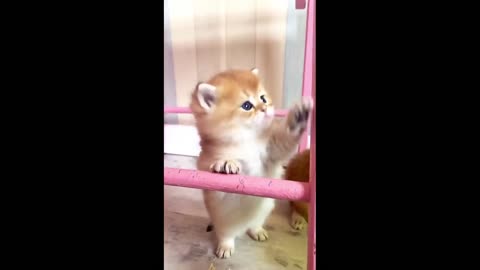 so cute kittens funny moments