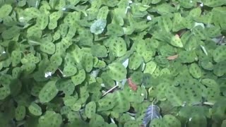 Prayer plant is seen in the botanical garden, it has some green spots [Nature & Animals]