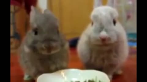 funny baby rabbits eating dinner together