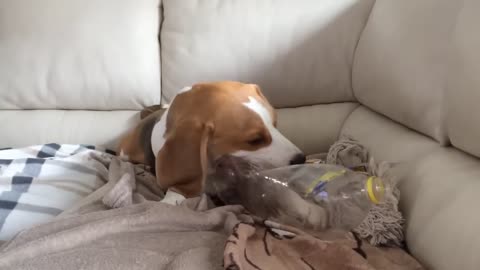 BEAGLE vs PLASTIC BOTTLE Cute Dog Louie The Beagle