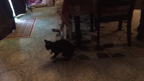 Cutest Kitten gets dizzy chasing laser pointer!