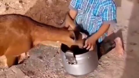 Child dragging food with his 🐐