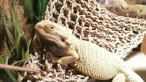 Male Bearded Dragon goes into heat (beard turns black) | Cute Animal/Pet/lizard