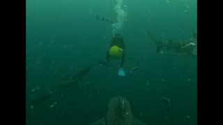 Surrounded by sharks 😱🦈