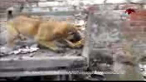 funny animal video - Monkey teasing dog