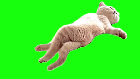 Lazy Cat | Green Screen