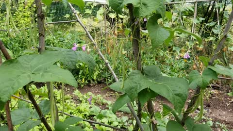 Beautiful vegetables garden