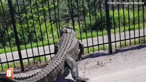 WATCH: Alligator Effortlessly Bends Aluminum Fence in Florida