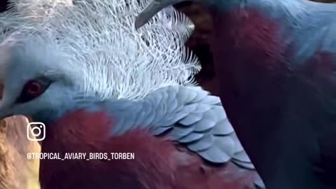 Crowned Pigeons and Pheasant Pigeons | Aviary Birds @copenhagenzoo #birds #bird #zoo #nature