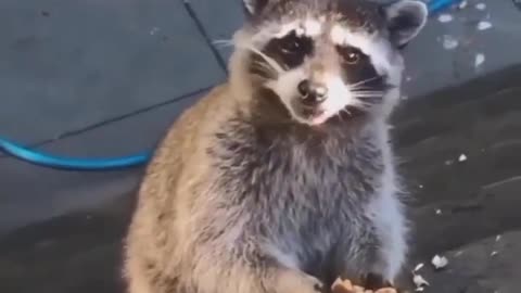 Gary the evil Raccoon