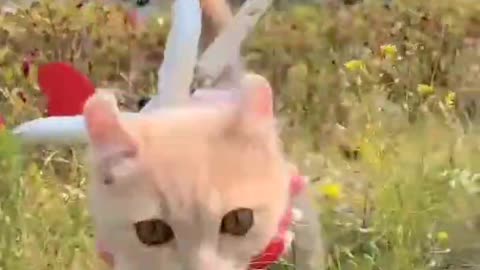 cute cats baby funny video,#cats,#funny vifeo