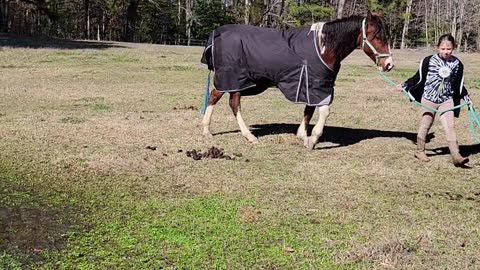 Horse Plays in Muddy Pond