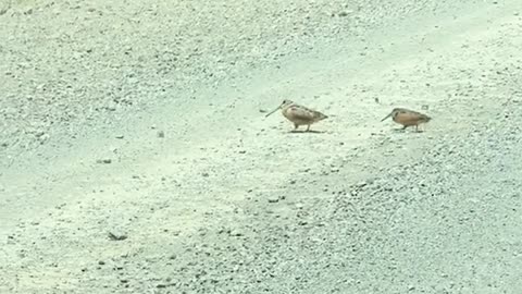 Birds Crossing The Road With Chill Dancing😜😂