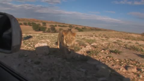 Male Lions Attack a Car | Can You Outrun a Lion? | Lion Attack