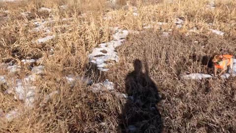 Longmeadow Game Resort Colorado Pheasant Hunt