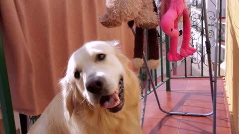 Dog Cries for His Toys, Which are Dried After Washing