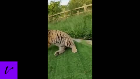 Cute baby tiger stumbles around a backyard.