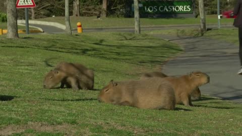 Capybaras move into residential area in Argentina