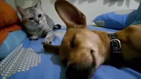 Dog Sleep Farting Makes Cat Angry hhhhh