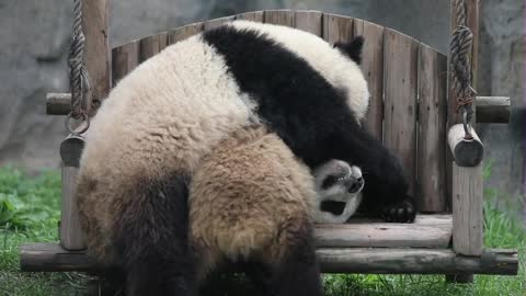 Brother and sister pandas