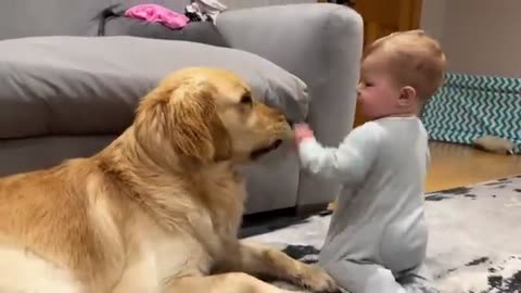 Cute dog videos