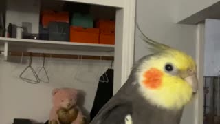 Cockatiel Loves Making Weird Little Noises